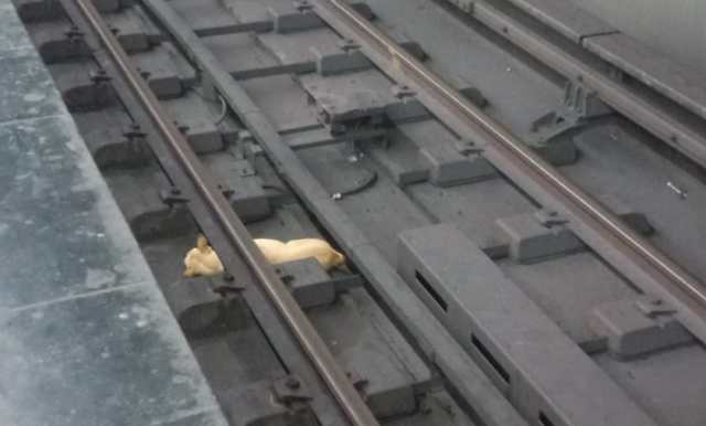 Perro quedó atrapado en los rieles del Metro, trabajadores se negaron a rescatarlo