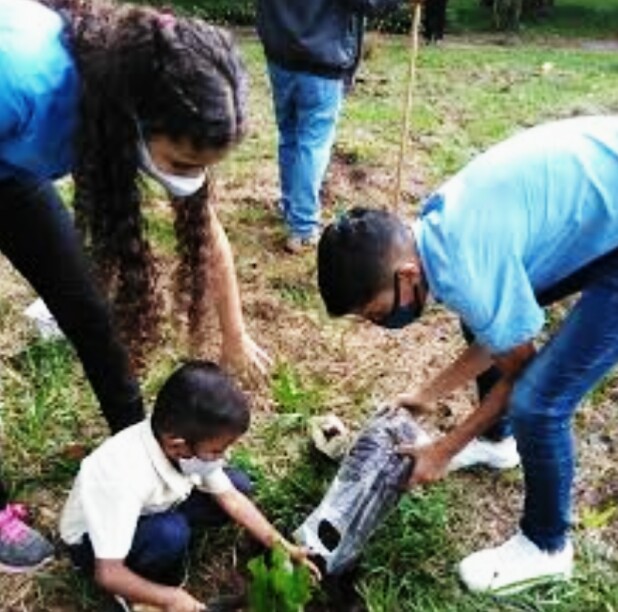 Plan de siembra de árboles en centros educativos del país – Diario La Nación