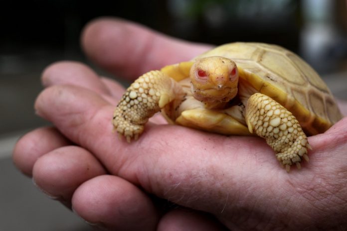 SWITZERLAND-ANIMAL-TURTLE