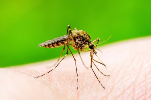 El dengue es una enfermedad de mucho cuidado