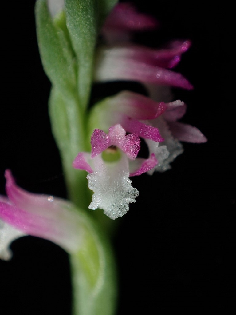 JAPAN-SCIENCE-PLANTS