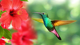 a2-Biodiversidad