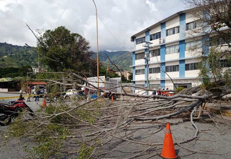 Un muerto y dos lesionados  por caída de un árbol en Mérida