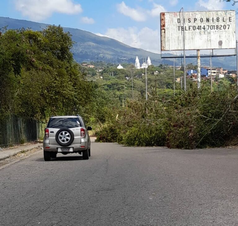 Ramas de grandes árboles en la avenida Libertador podrían generar accidentes