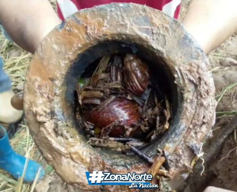 Alertan presencia de caracoles africanos en las tuberías de agua en Umuquena