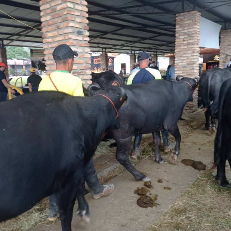 En marcha la Feria Bufalina en instalaciones de Asogata