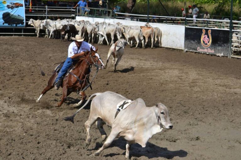 Encierro de ganado en Feria Agropecuaria