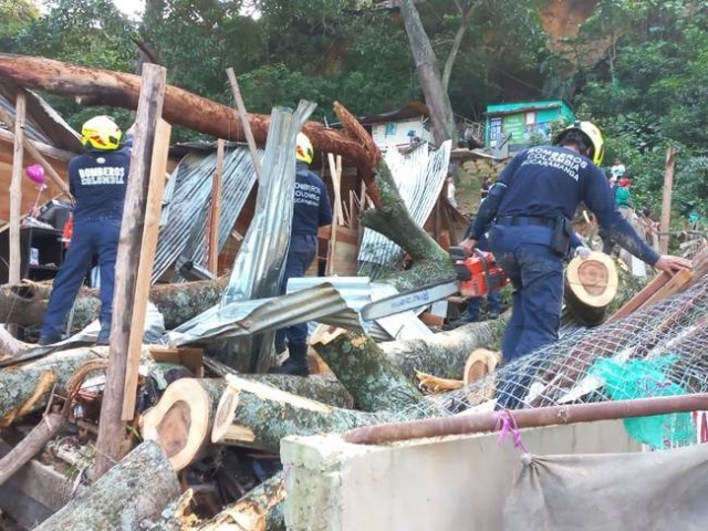 Dos venezolanos murieron por caída de un árbol de 30 metros en Colombia