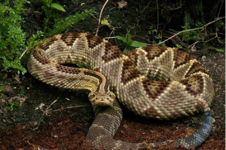 ¿Qué hacer y a dónde acudir si sufre una picadura de serpiente o escorpión en Venezuela?