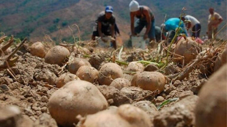 Agricultores denuncian 90% de caída en la producción de papa