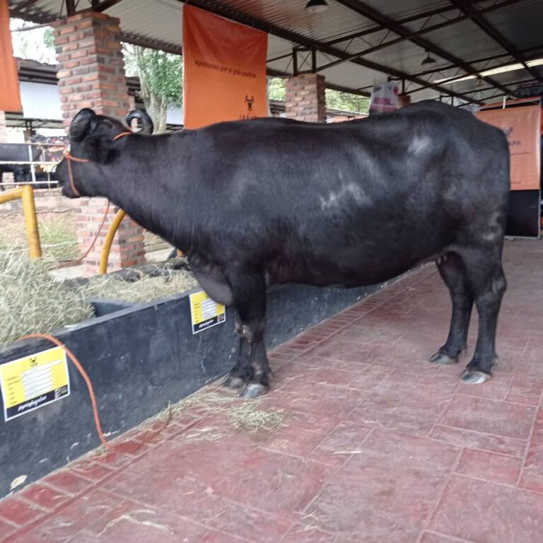 Este jueves se inaugura la Feria Bufalina en Asogata