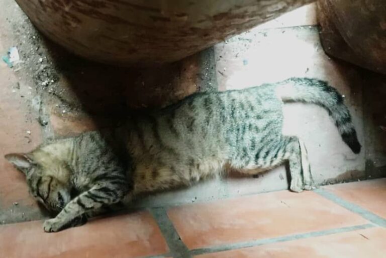 Denuncian que estarían envenenando gatos en Colón