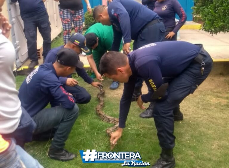 Rescatan segunda serpiente en San Antonio del Táchira
