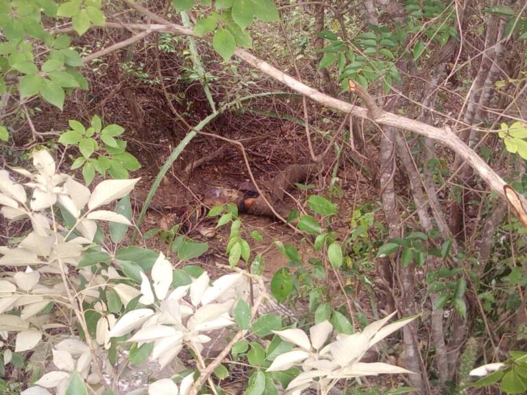 En descomposición localizan  cadáver de una mujer en Ureña