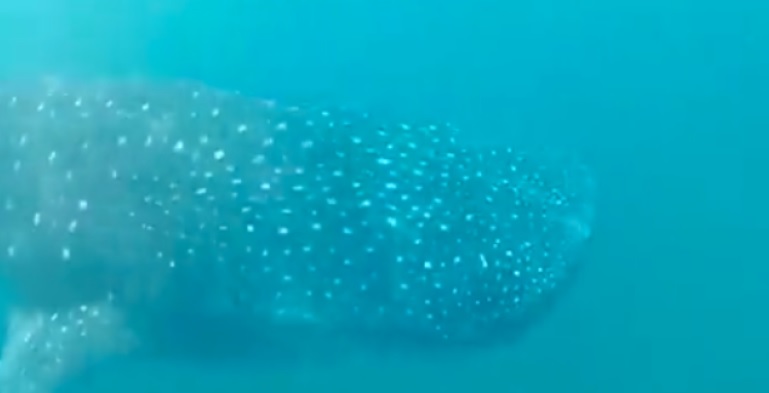 Tiburón ballena fue captado cerca de la costa de Chichiriviche