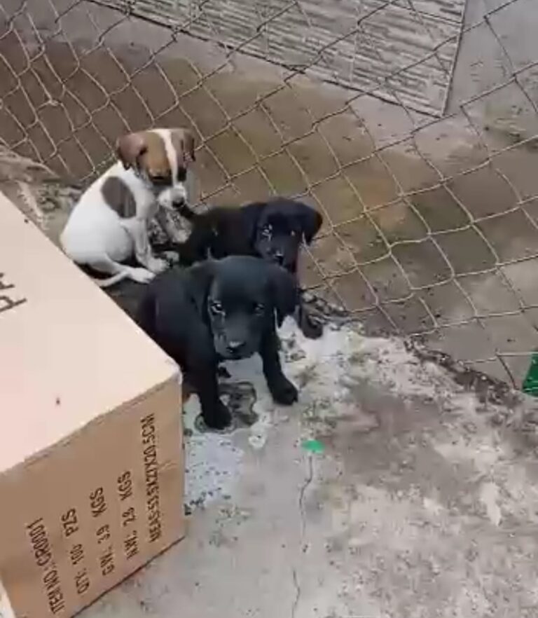 Abandonan cachorros en la entrada al refugio para animales en San Antonio