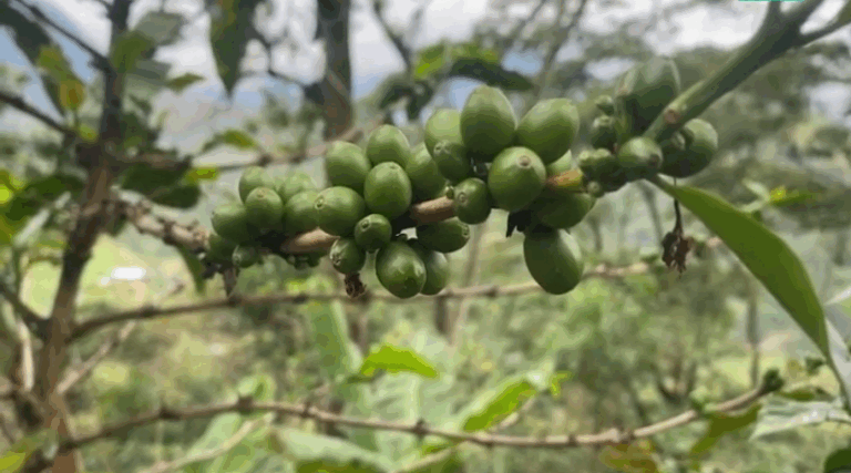 “Venezuela relanzará Plan Café este año”