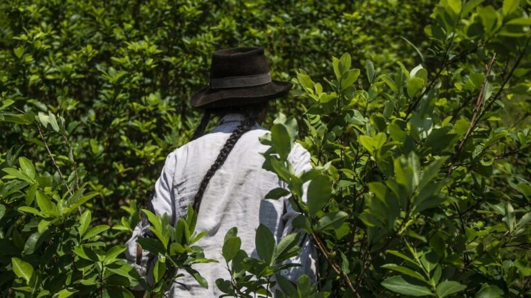 Perú planea comprar toda la producción de hojas de coca como parte de nueva política antidrogas