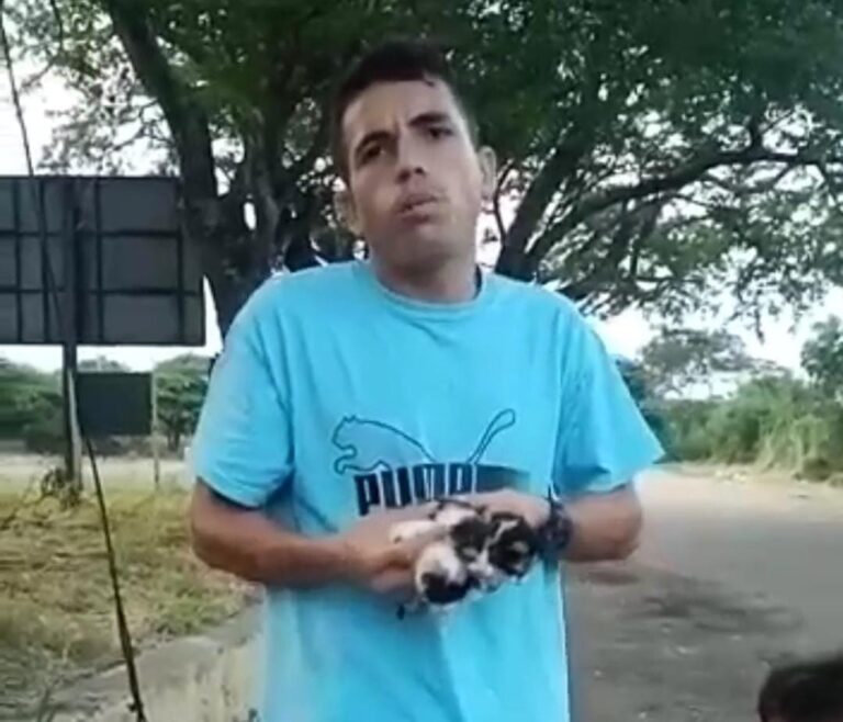 Abandonan seis gatos en la entrada al refugio para animales en San Antonio