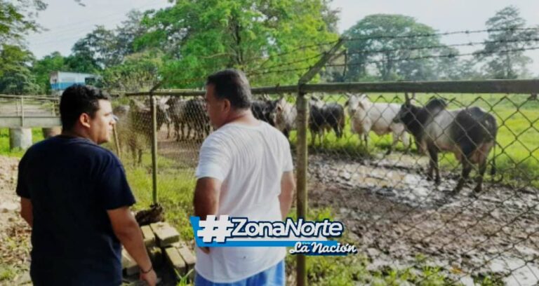 Primera gran subasta ganadera “Cero contaminación del agua” en Seboruco