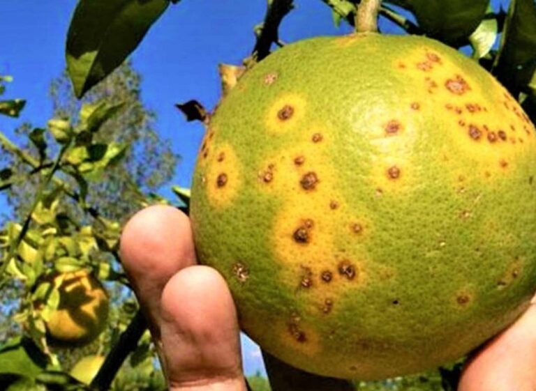 Fedeagro alerta sobre la destrucción de 38 mil hectáreas de cítricos por bacteria “Dragón Amarillo” en Venezuela
