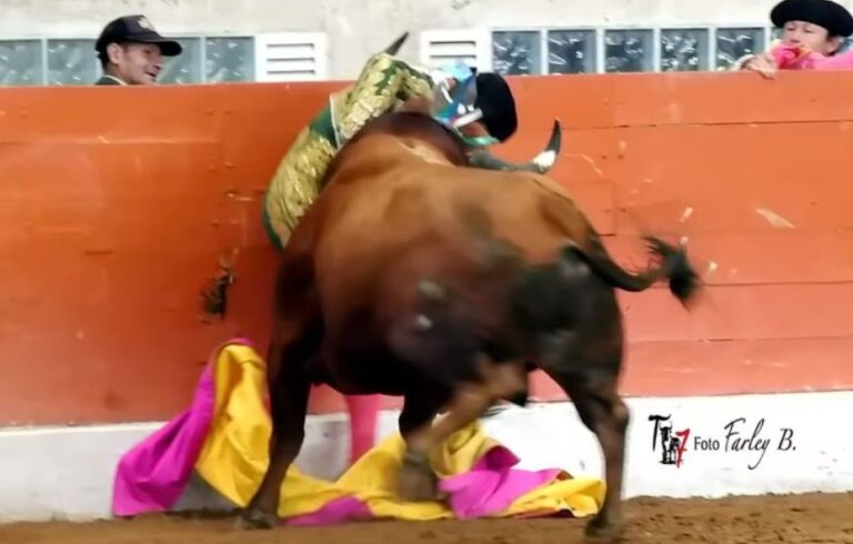 Toro de 544 kilos embistió a un torero durante una corrida en Colombia