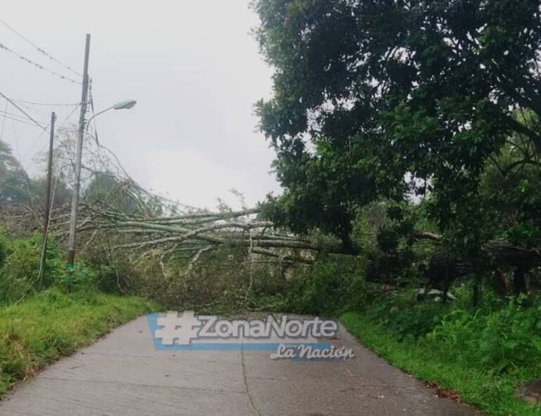 Se desploma árbol y obstruye la vía principal de Cañaveral en Ayacucho