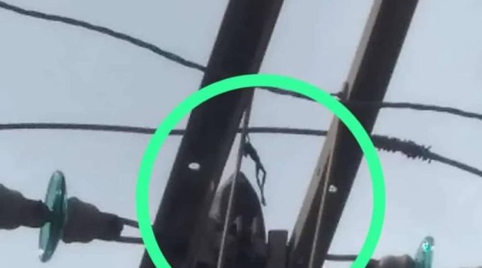 En Falcón una rana dejó sin electricidad al sector Santa Elena de Cumarebo