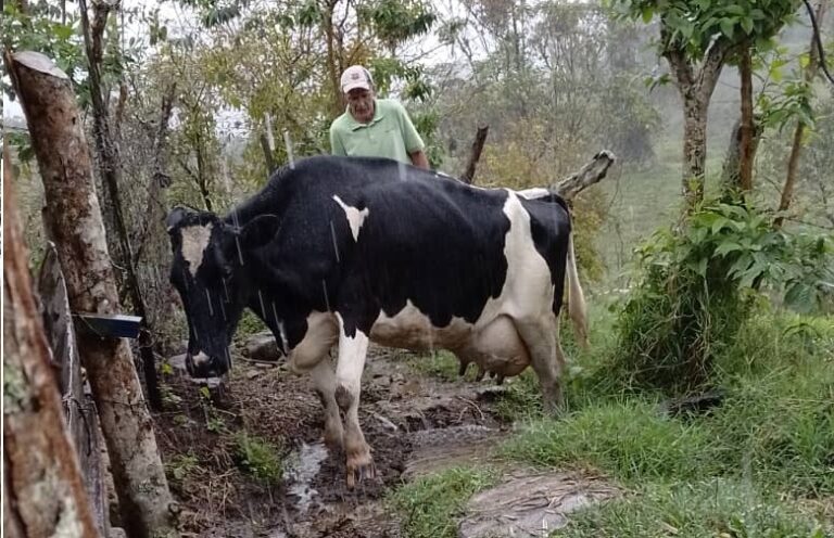 ¿Vacas compiten para saber quien produce más leche?
