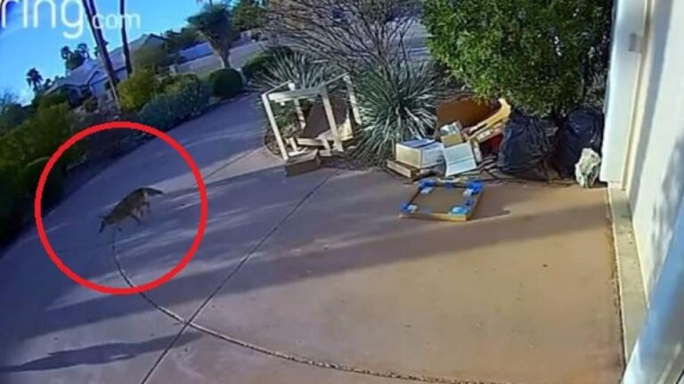Cámaras de seguridad graban a coyote atacando a niño en Arizona