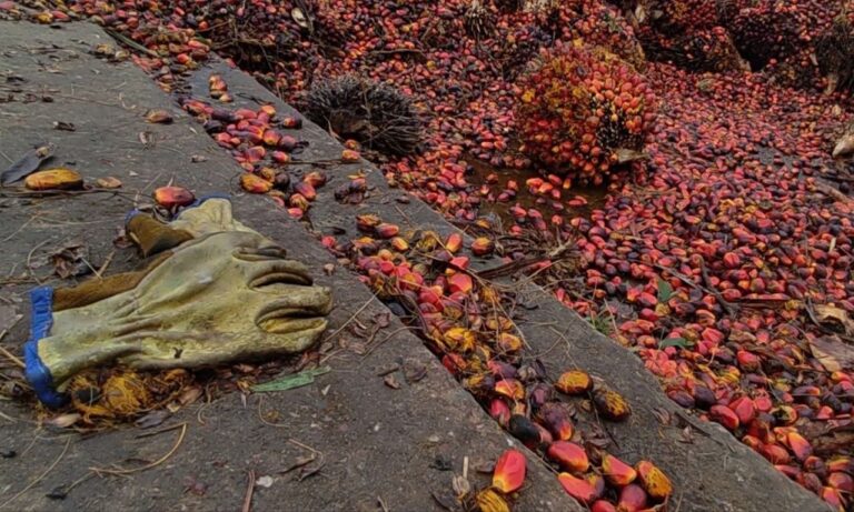 “Importaciones asfixiarán la producción venezolana de aceites y grasas casi en su totalidad”