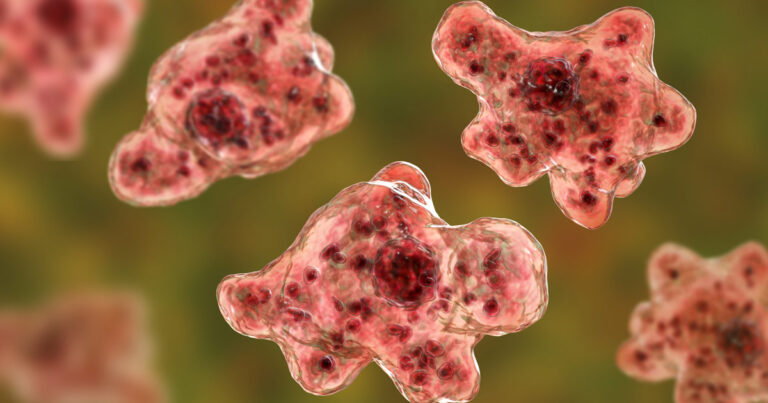 “Ameba comecerebros” se cobra una nueva vida en Estados Unidos