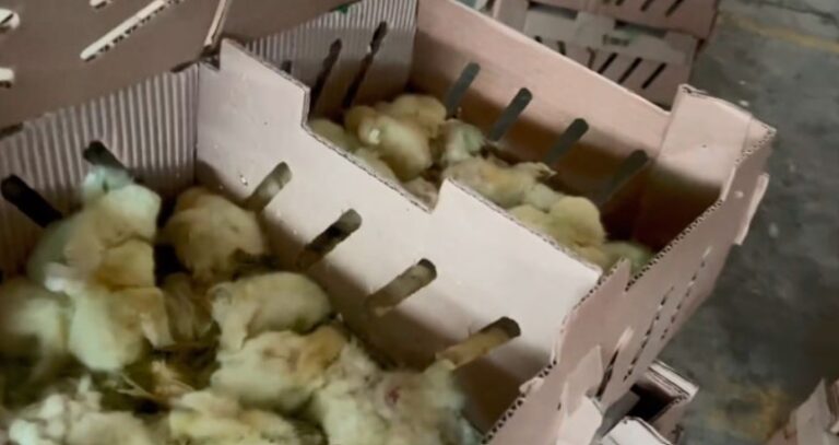 Por retraso en trámites burocráticos mueren 25 mil pollitos que iban a ser exportados a Venezuela desde Colombia