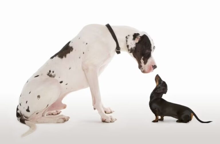 Estudio revela porqué los perros de razas grandes tienen esperanza de vida más corta