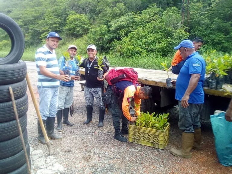 Plantaron 200 árboles por la quebrada La Mona