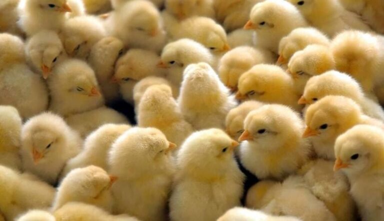 Cámara de Comercio e Industria rechaza muerte de pollos bebés en la frontera