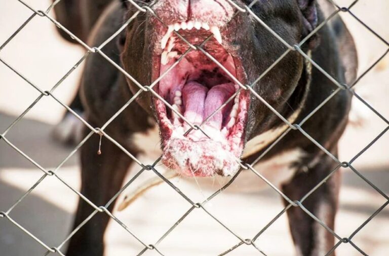 Murió niño de 5 años atacado por cuatro perros pitbull