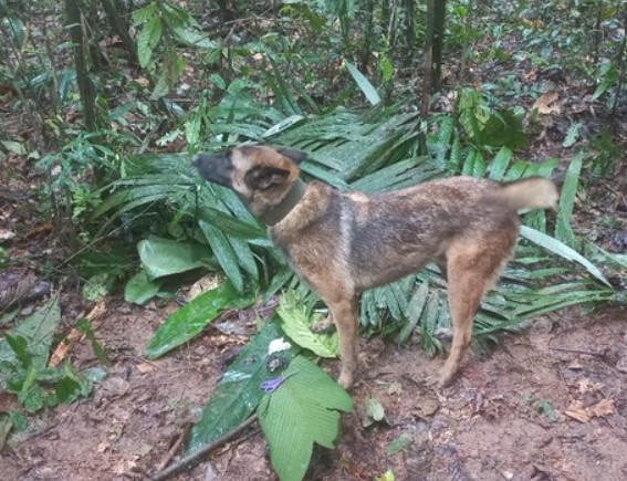 Ulises, el héroe canino que lidera la operación de rescate en la selva de Caquetá