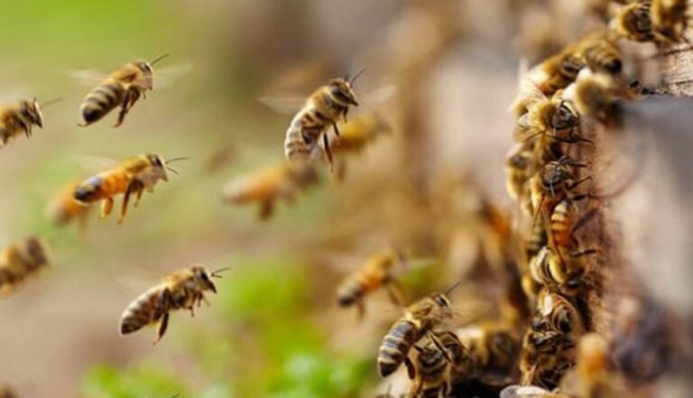 Anciano murió al ser atacado por enjambre de abejas en una plaza