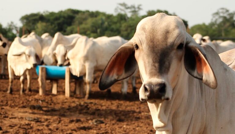 Así afectan las fallas de los servicios públicos a la producción ganadera