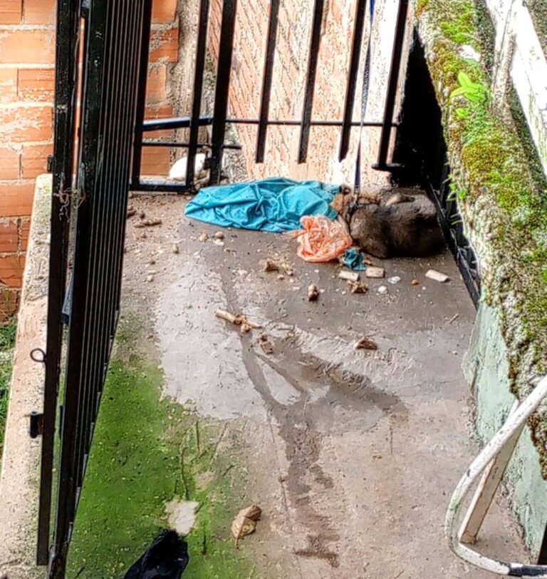 Maltrato animal en barrio Alianza