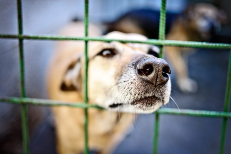 Dueño de un criadero de perros fue condenado por maltrato animal