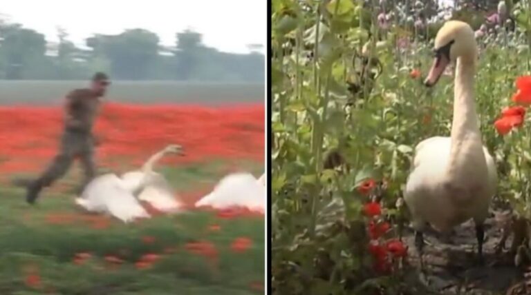 ¿Cisnes drogadictos? aves se niegan a abandonar campo de amapola en Eslovaquia