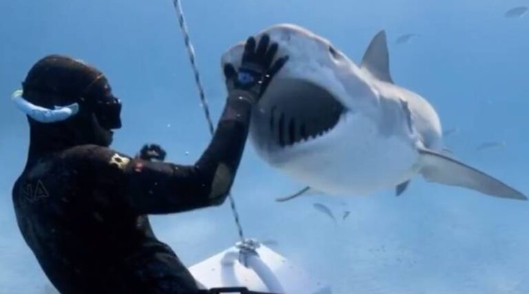 Tiburones tigre atacan en medio de filmación de un documental para Netflix