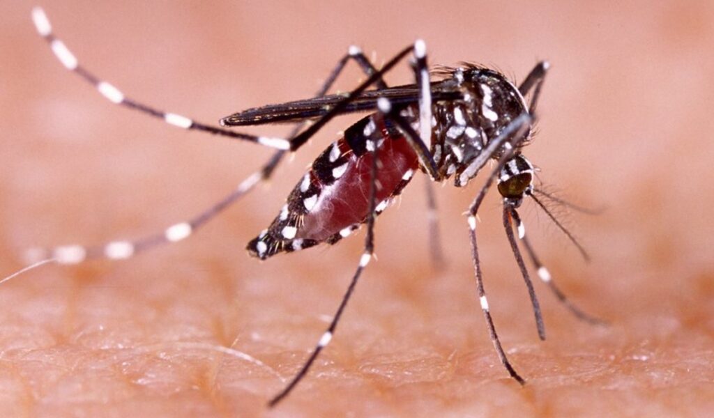 Más de 4 mil casos de dengue han sido reportados en el país en lo que va de 2023