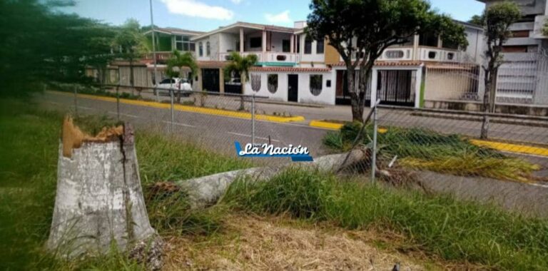 En Colón palma de 13 metros de altura se desplomó sin dejar lesionados