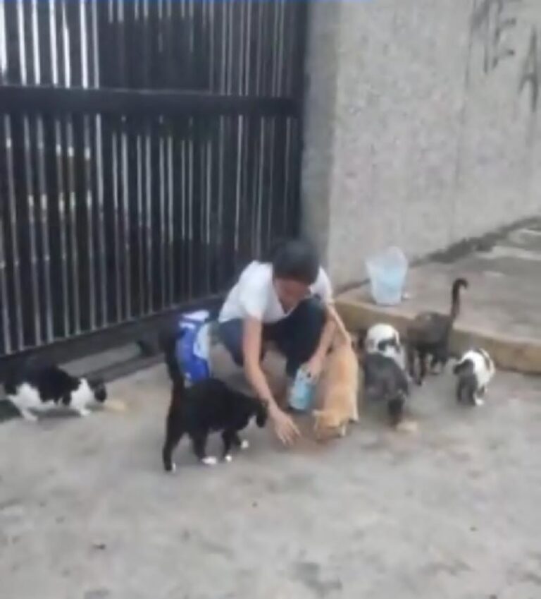 “Hasta 10 gatos están abandonando por semana en la frontera”: Luz Santos