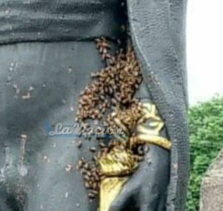 Presencia de abejas en la estatua de la plaza Urdaneta alerta a la comunidad