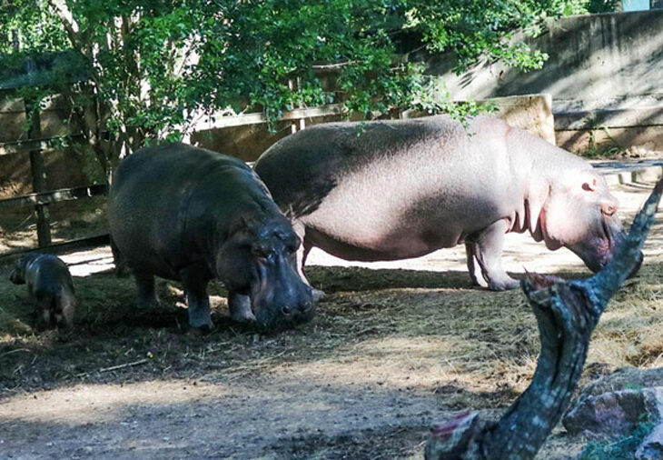 Nació hipopótamo en zoológico de Barquisimeto