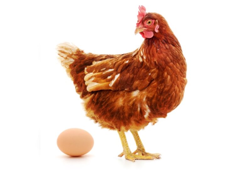 ¿Qué fue primero, el huevo o la gallina? Esto respondió ChatGPT